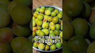홍매실청 담그는 법 향이 진하고 신맛이 덜한 홍매실로 청을 담글 때 설탕비율은 과육대비 90% #홍매실청 #매실청 #홍매실청담그는법 #매실청담그는법 #매실