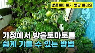 92.베란다에서 방울토마토를 정말 쉽게 기를 수 있는 방법입니다