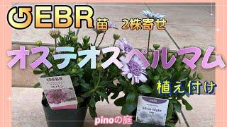 【pinoの庭】ゲブラさんのオステオスペルマムを2株寄せで植え付け/シルバーナイト・コパン/花ちゃん培養土#ガーデニング #ガーデニングvlog