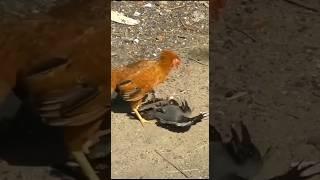 hen vs crow kaq dı lo canq kardə #hen #vs #crown #shortvideo #subscribe #shorts