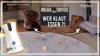 WER klaut essen? Milka oder Toffee ? | Furbo360 Test | Chocolate+ Foxred Labrador |  KaroLovesMilka