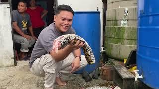 Ngambi sayur sekali bisi Ular Sawa ga l Kpg Mak di Sungai Bulu Simunjan