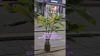 #행운목#행운목꽃#식물도자기할일은하네요#버릇처럼셋을센다#KCM#송내동크린토피아