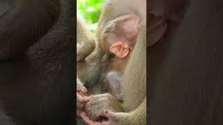 Rewinding Time: Luno's Birth and Early Life#202 #short #macaque #cute #monkeybehaviours