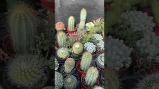 Cute Cactus Nursery Tour 