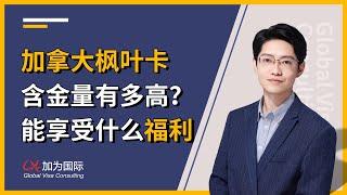 加拿大枫叶卡含金量！拿到身份后可以享受什么福利？！牛奶金领多少？