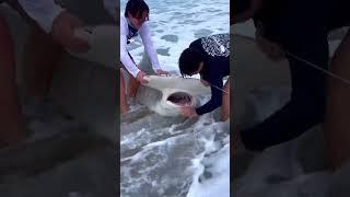 Unhooking/Releasing A HAMMERHEAD SHARK?!?  #sharkfishing #sharklife #fishing #lbsf #giantsharks