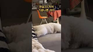 한살 더 먹어서 기분나쁜 강아지 #꼬똥이 #꼬똥드툴레아