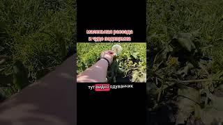 Маленькая рассада + большая подкормка !