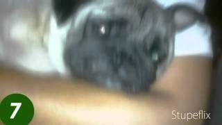 heroes pugs