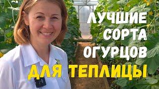 Продлеваем плодоношение огурцов и увеличиваем урожай. Лучшие сорта огурцов для выращивания в теплице