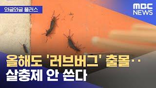 [와글와글 플러스] 올해도 '러브버그' 출몰‥살충제 안 쓴다 (2025.06.23/뉴스투데이/MBC)