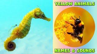 Yellow-Colored Animals for Kids - Animal Names and Sounds #animals #educational #kids #kiddizoo