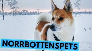 Norrbottenspets - TOP 10 Interesting Facts