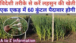 विदेशी तरीके से करें लहसुन की खेती || पैदावार होगी एक एकड़ में 60 कुंटल || Smart Garlic Farming