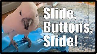 Slide, Buttons, Slide!