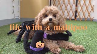 Life with a Maltipoo  Weekend vlogs: balcony makeover  halloween costume ️