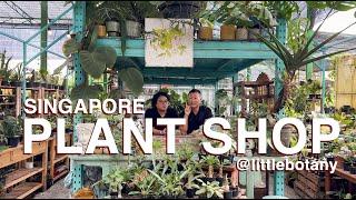 Unusual And Uncommon Plant Shop For Apartment Living in Singapore @littlebotany