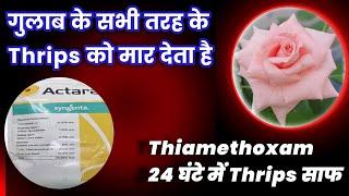 गुलाब के सभी तरह के Thrips को मार देता है 24 घंटे में Thrips साफ Thiamethoxam