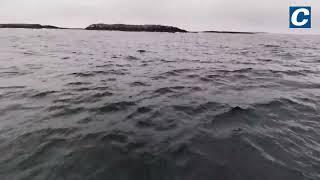 Incredible footage of 30-foot basking shark off the Northumberland Coast