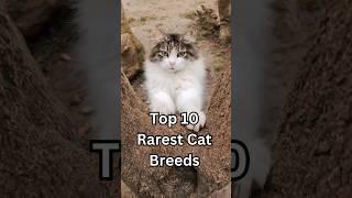 Top 10 Rarest Cat Breeds In The World!  #shorts