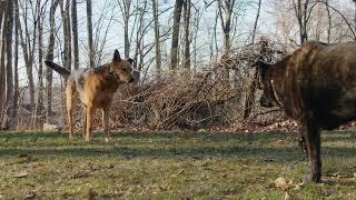 Dogs test shots - Sony FX30 120fps