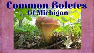 Common Boletes of Michigan