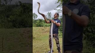 King Cobra Snake #shorts #reels #snakevideo