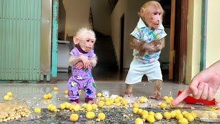 Bibi and Lala Mischievous stole Mom's food and scattered it all over the house!