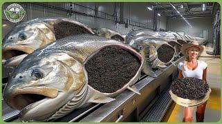How Sturgeon Caviar Is Mass Processed – Inside Most Luxurious Caviar Farming Industry