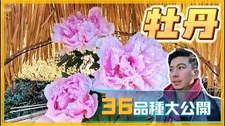 【陪你看花_11】真的太興奮了~~生於溫帶國家的牡丹，台灣平地也將有展可以看了。今天我們還是先來看看日本的_冬牡丹。我是愛種花的伊恩，這是一個分享種植物的小頻道，讓我們一起變綠手指吧。