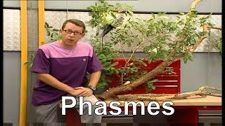 Comment le phasme grandit-il ? - C'est pas sorcier