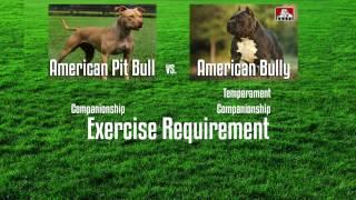 APBT VS. AMERICAN BULLY - A BUYER'S GUIDE