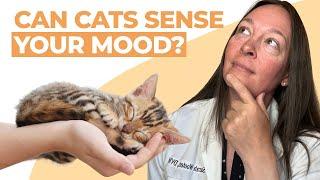 Can Cats Sense Anxiety & Depression in People