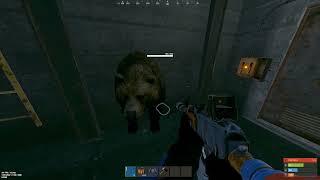 Rust Staging Bug Report | Trainyard Coal Tower Bear Passthrough