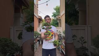 How to make a bonsai from a cutting #gardening #plants #bonsai  Music:  Skate | Musician: Jeff Kaale