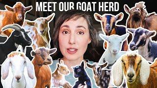 Every Goat We've Ever Loved  (and Who's Still With Us)