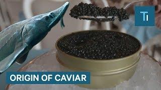 Why Caviar Is So Expensive | So Expensive