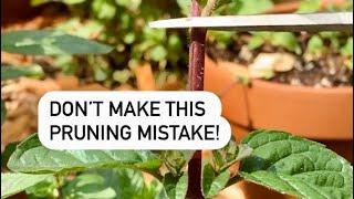 Don’t Make this Pruning Mistake! #shorts