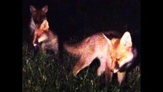 Fox Cubs Arguing