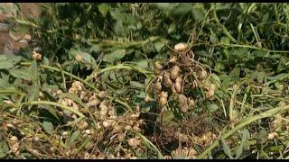 Harvesting Peanuts