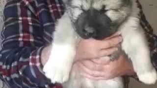 +995 555 73 40 73 კავკასიური ნაგაზი, Caucasian (GEORGIAN) Shepherd - kavkasiuri nagazi