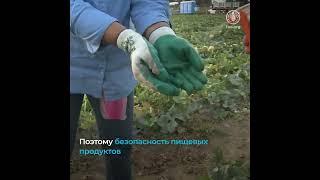 Безопасность пищевых продуктов неотделима от продовольственной безопасности