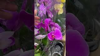 #orchids #beautiful #trending #flowers #colourful #satisfying #shorts  #helenlifeinaustralia