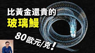 為什麼玻璃鰻賣出天價？一個特性讓科學家束手無策！鰻魚令人震驚的秘密【老肉雜談】#動物 #野生動物 #鰻魚 #海鮮 #eel