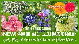 [04.03] 새로운 봄꽃! 해마다 월동 걱정없는 노지월동 야생화 정원장미 15종 겹에키네시아 24종 아이리스 지피식물 숙근초 호스타 사초 아게라덤 펜스테몬 에린지움 슈퍼벨