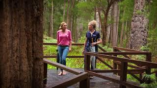 Destination WA - Valley of the Giants Treetop Walk