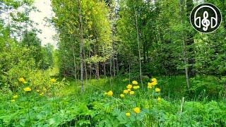 Успокаивающий смешанный лес и пение птиц. Соловей, кукушка, дрозд. 12 Часов видео.