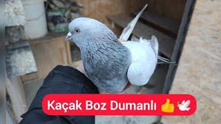 KAÇAK BOZDUMANLI YAKALADIM - Taklacı kaçak güvercin yakalama