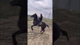 Girl Rider & Horse: Amazing Moves!